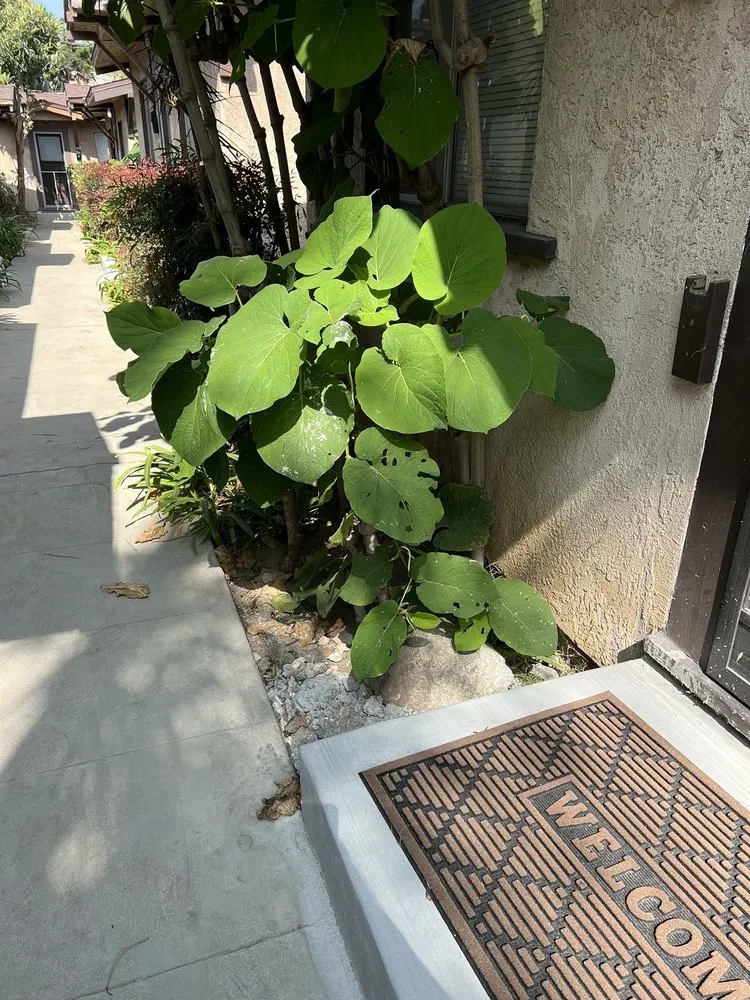 Expert lawn mowing service in Cerritos, CA by Perfect Line Remodeling