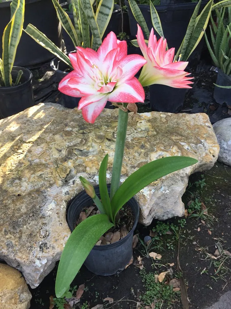 Affordable lawn care service near you across Miami, FL - Perfect Nursery & Landscape Designs