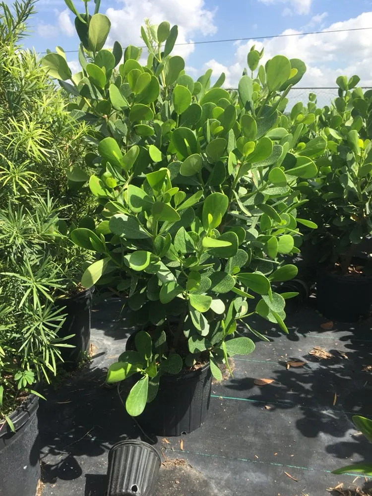 Reliable garden landscaping for homes across Miami, FL - Perfect Nursery & Landscape Designs