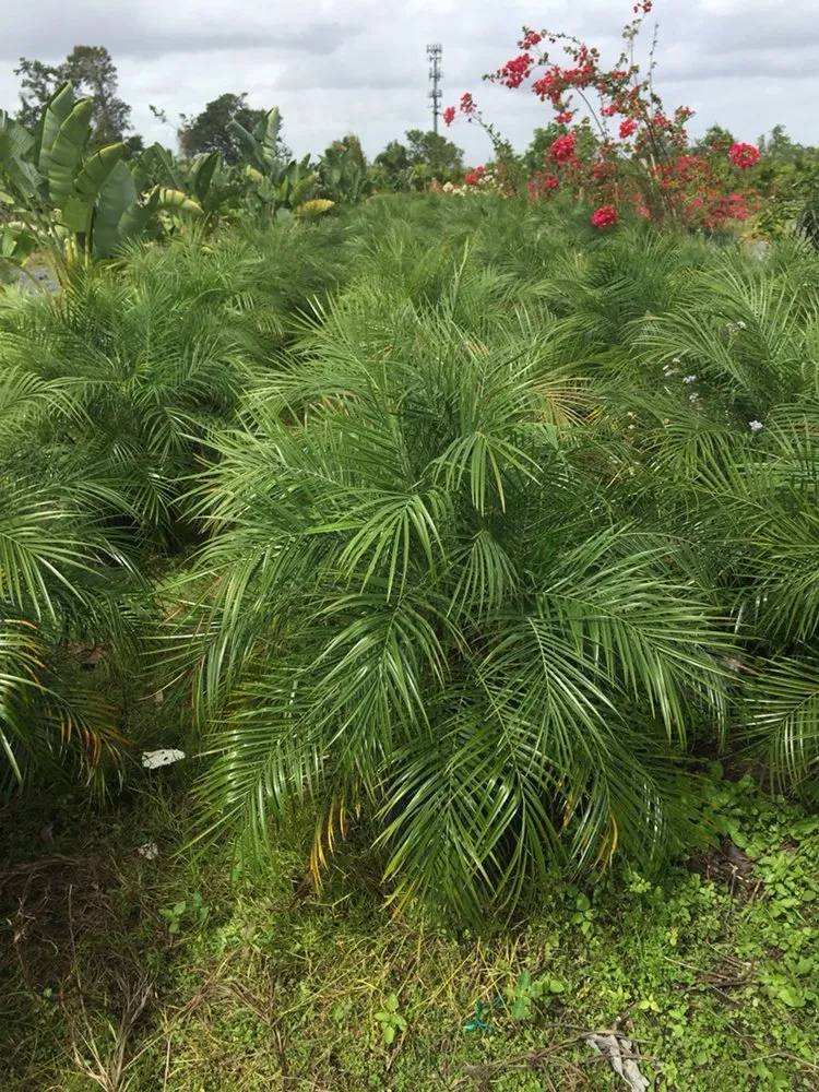 Custom garden landscaping for beautiful yards across Miami, FL - Perfect Nursery & Landscape Designs