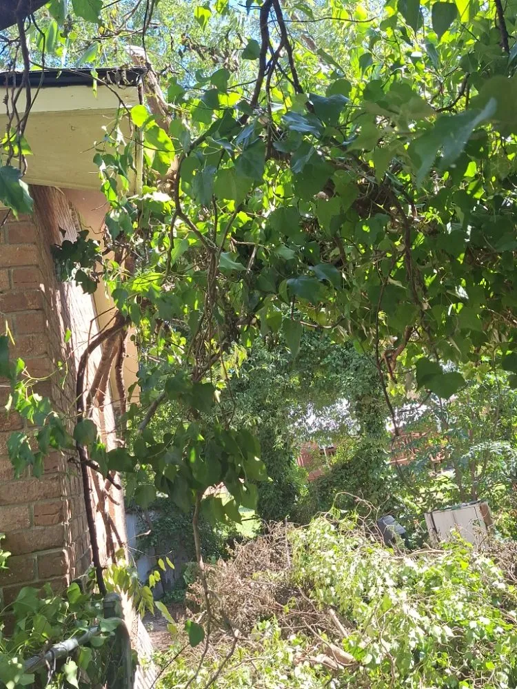 Trusted outdoor landscaping experts serving Columbia, SC - Perfect Solution Home Service