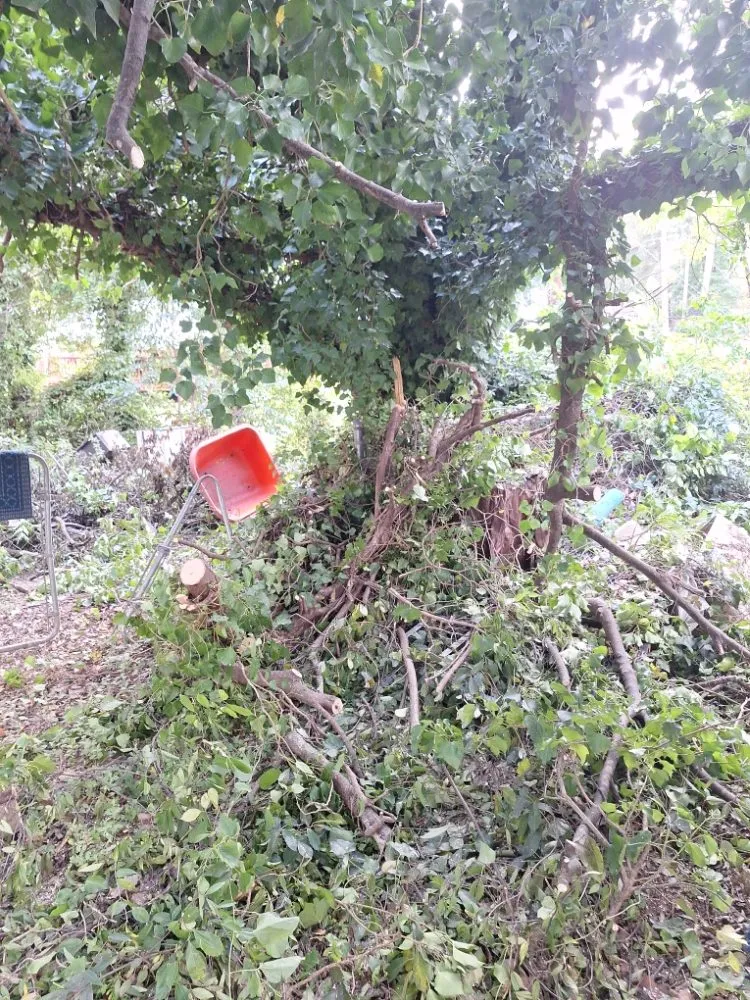 Expert garden landscaping in Columbia, SC by Perfect Solution Home Service