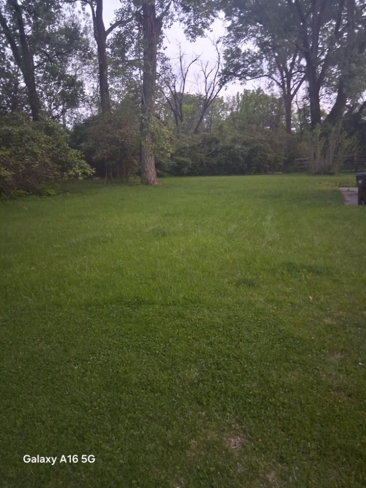 Expert yard cleanup service experts serving Cincinnati, OH - Perfect Solutions