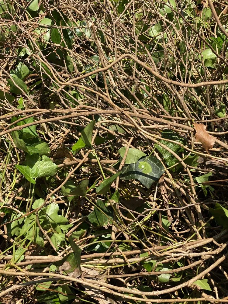 Expert landscape installation for outdoor upgrades in Edison, NJ by Perfect Touch Contracting