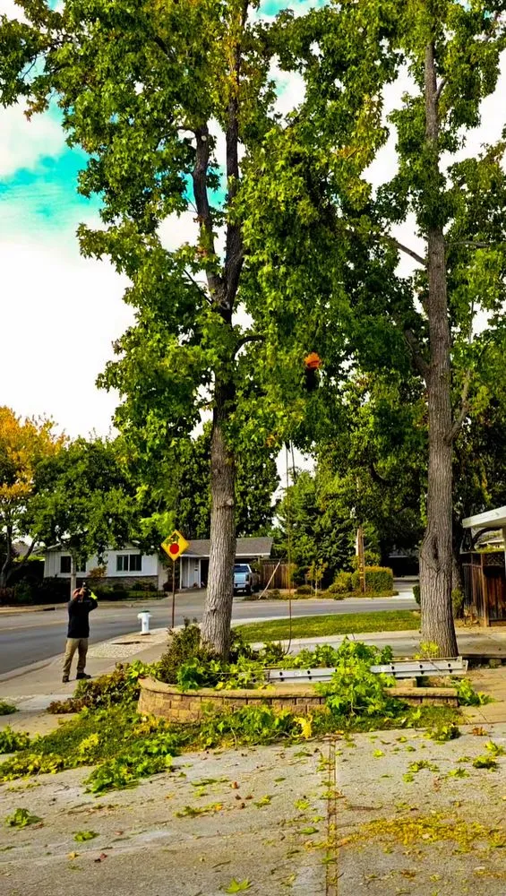 Reliable landscaping services for beautiful yards in San Jose, CA by Perfect Tree Landscaping