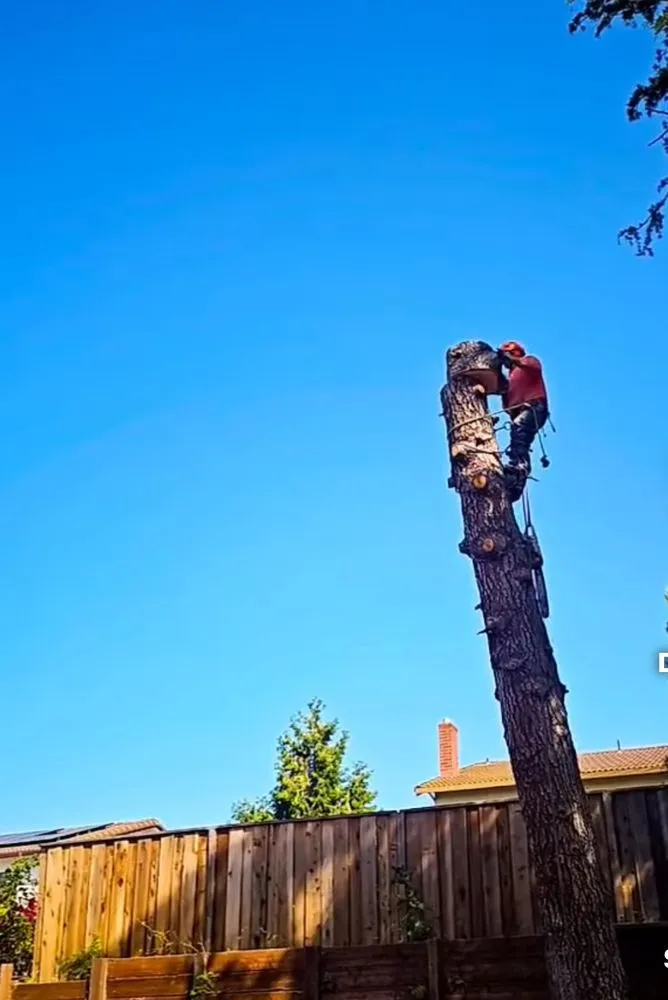 Professional lawn care service experts serving San Jose, CA - Perfect Tree Landscaping