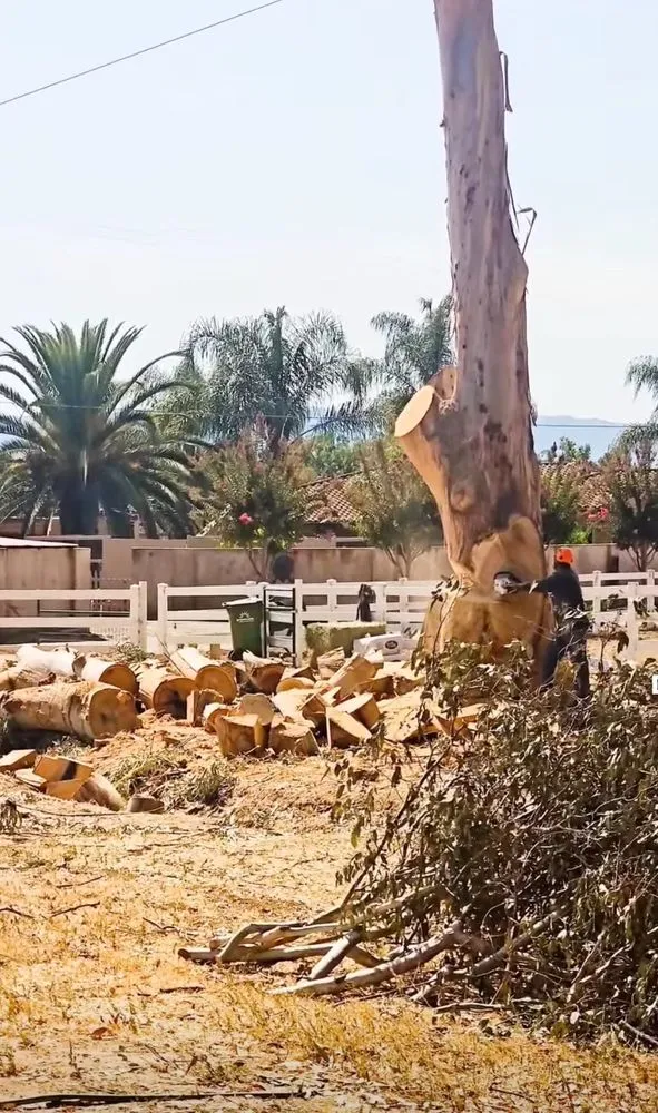 Professional yard maintenance for beautiful yards in San Jose, CA by Perfect Tree Landscaping