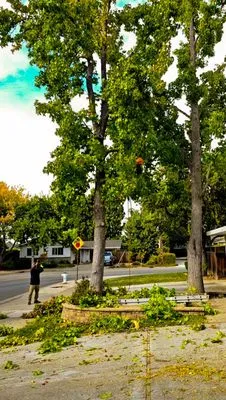 Perfect Tree Landscaping Logo