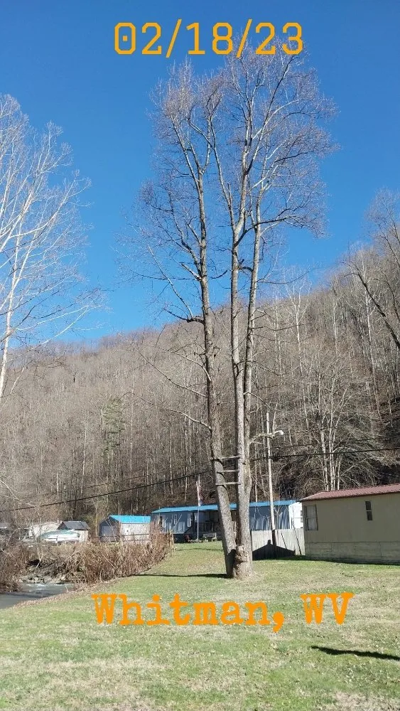 Affordable yard cleanup service in Chapmanville, WV by Perfection Landscape