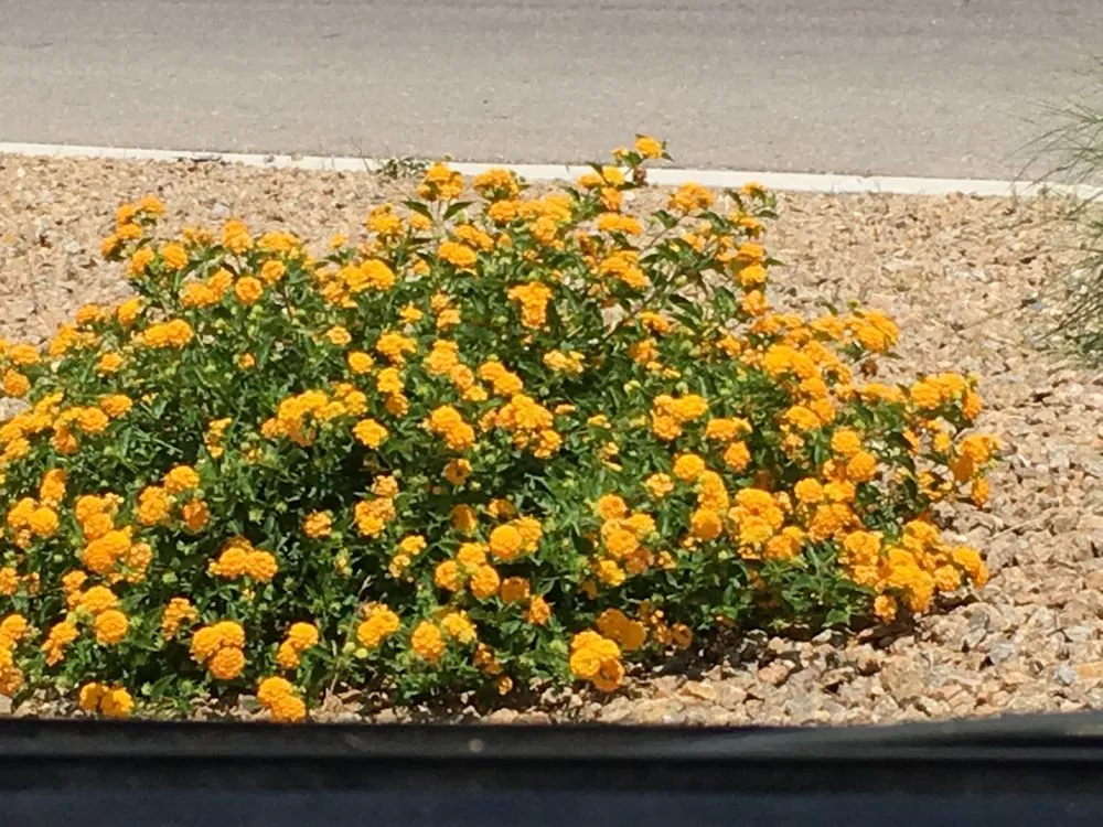 Trusted residential landscaping for residential properties across Las Vegas, NV - Perfection Landscape