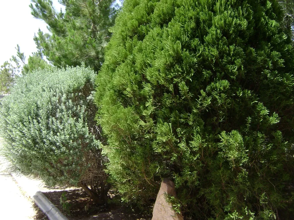 Reliable residential landscaping for residential properties in Las Vegas, NV by Perfection Landscape