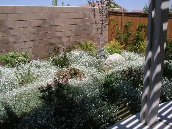 Top-rated yard maintenance in Phelan, CA - Perfection Landscape