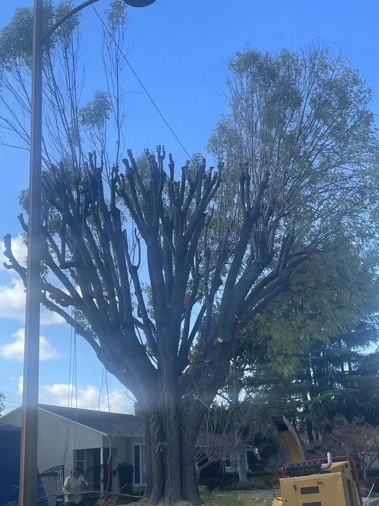 Top-rated lawn care service experts serving La Puente, CA - Perfection Tree Specialist