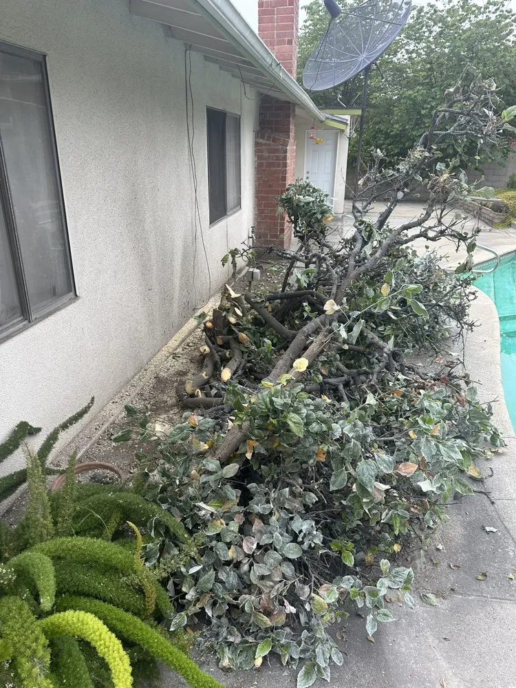 Reliable landscape installation in La Puente, CA by Perfection Tree Specialist