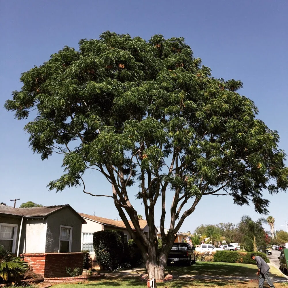 Trusted residential landscaping in La Puente, CA - Perfection Tree Specialist