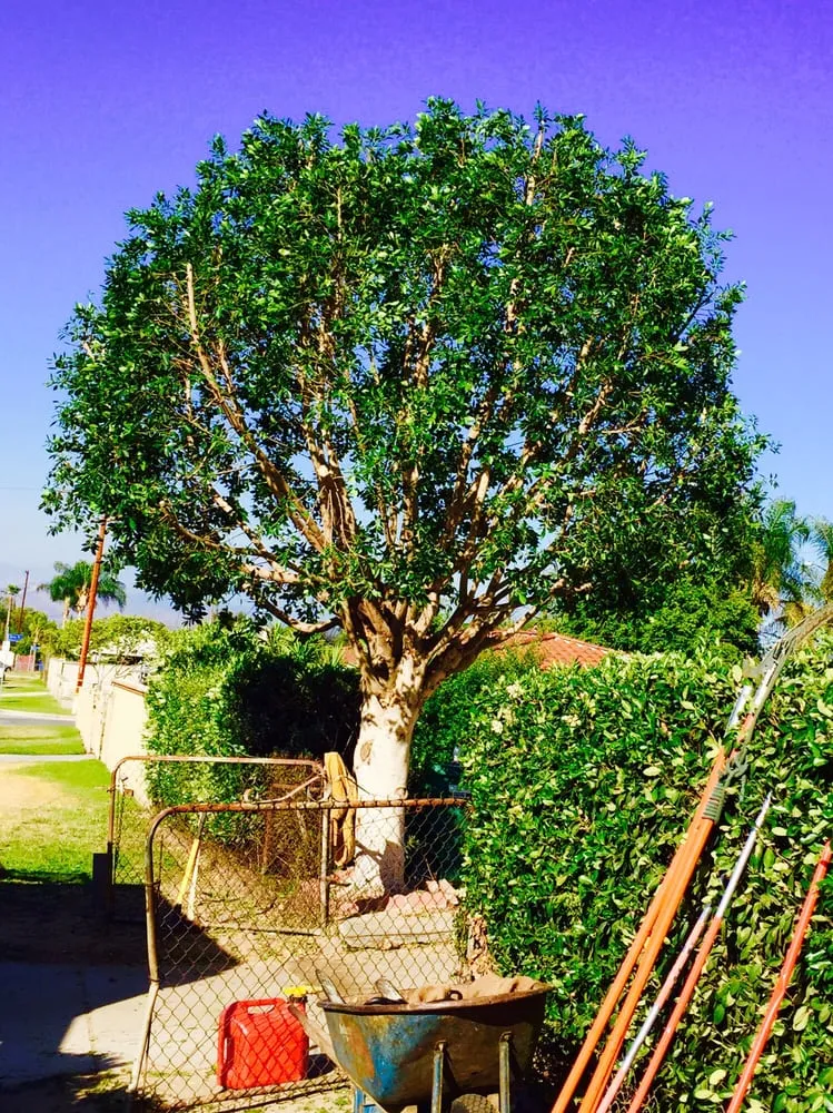 Top-rated landscape design in La Puente, CA by Perfection Tree Specialist