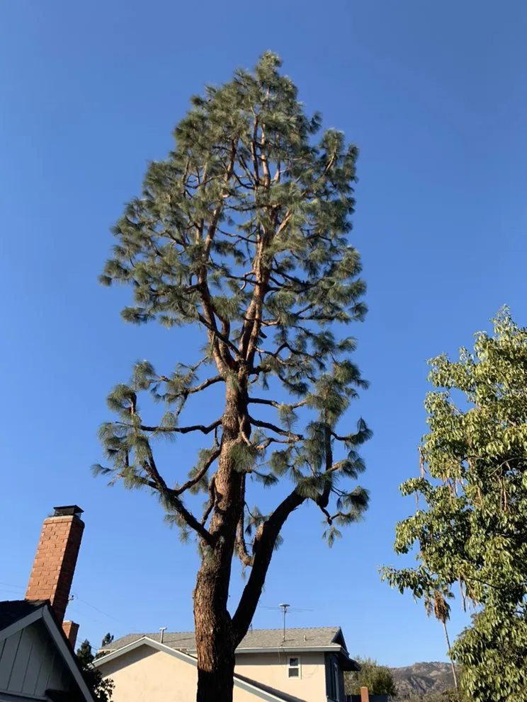 Custom garden landscaping for residential properties in La Puente, CA by Perfection Tree Specialist