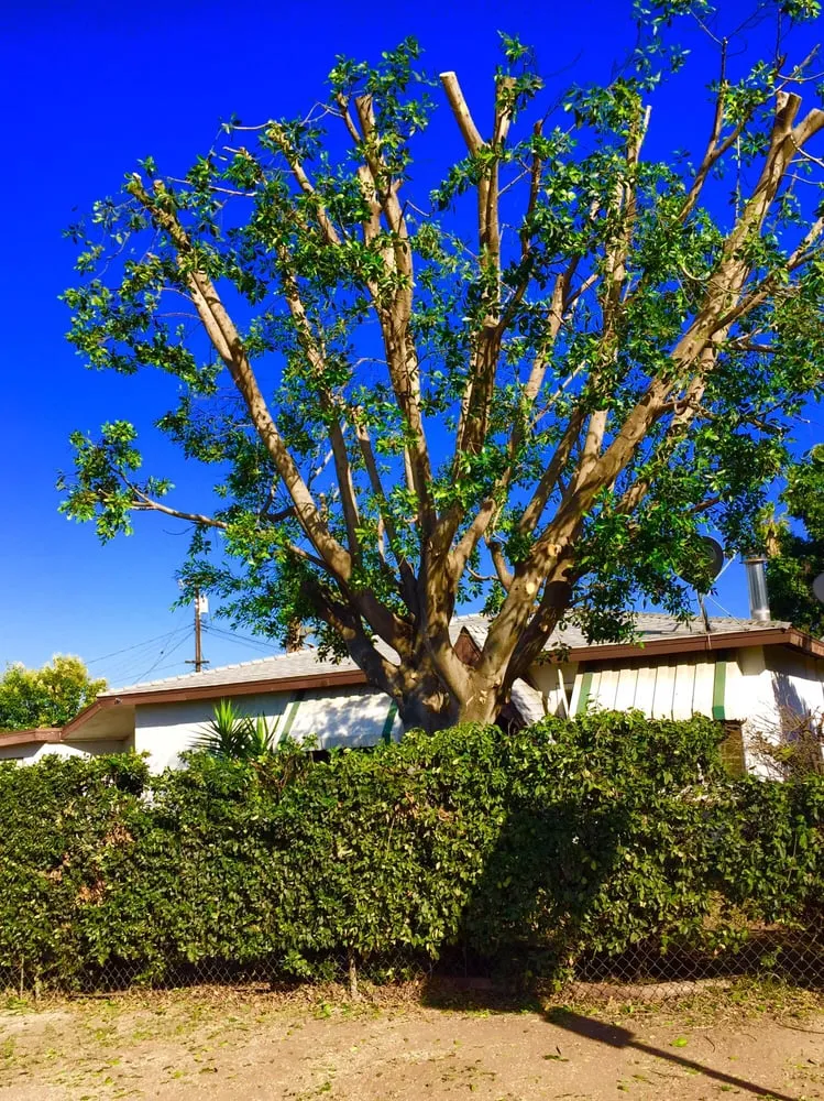 Local yard maintenance for beautiful yards in La Puente, CA by Perfection Tree Specialist