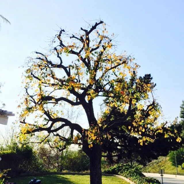 Custom garden landscaping for homes across La Puente, CA - Perfection Tree Specialist