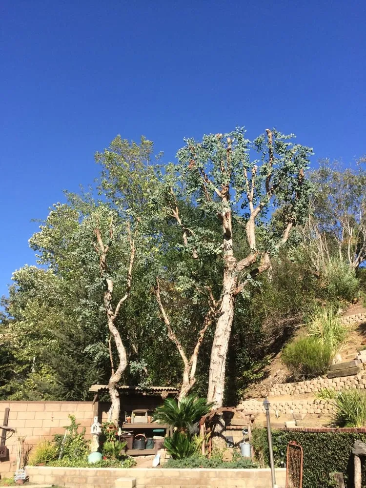 Affordable landscape design for outdoor upgrades across La Puente, CA - Perfection Tree Specialist