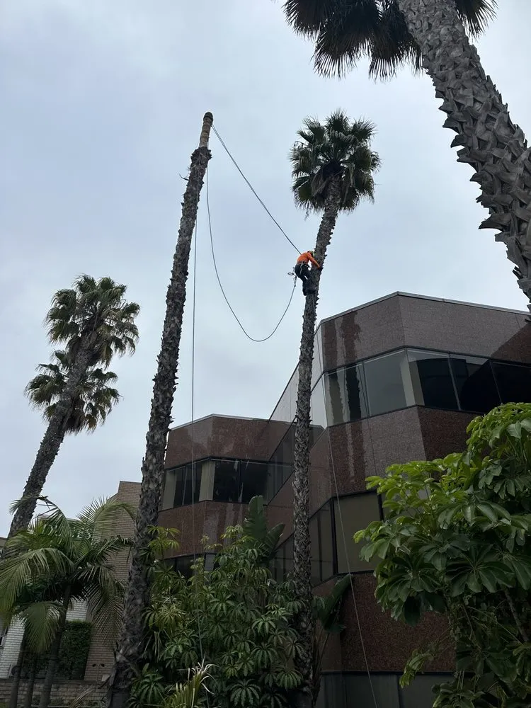 Local garden landscaping for year-round maintenance across La Puente, CA - Perfection Tree Specialist
