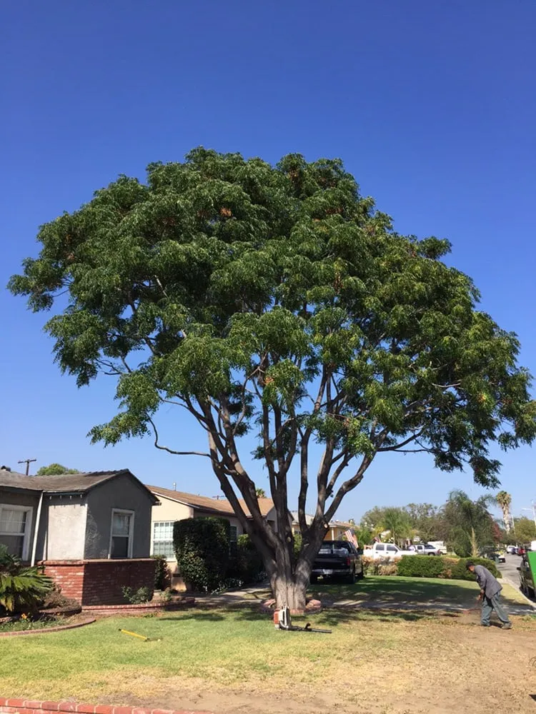 Custom residential landscaping in La Puente, CA by Perfection Tree Specialist