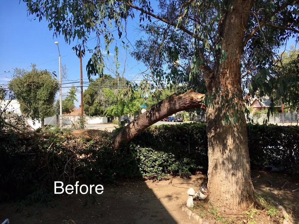 Expert landscaping services for year-round maintenance in La Puente, CA by Perfection Tree Specialist