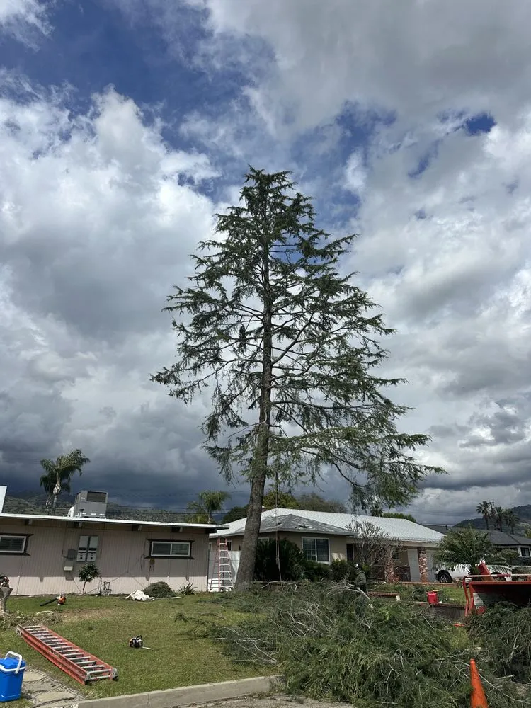 Top-rated residential landscaping for residential properties in La Puente, CA by Perfection Tree Specialist