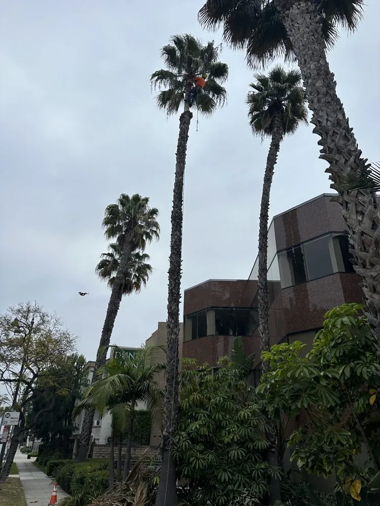 Top-rated lawn care service in La Puente, CA by Perfection Tree Specialist