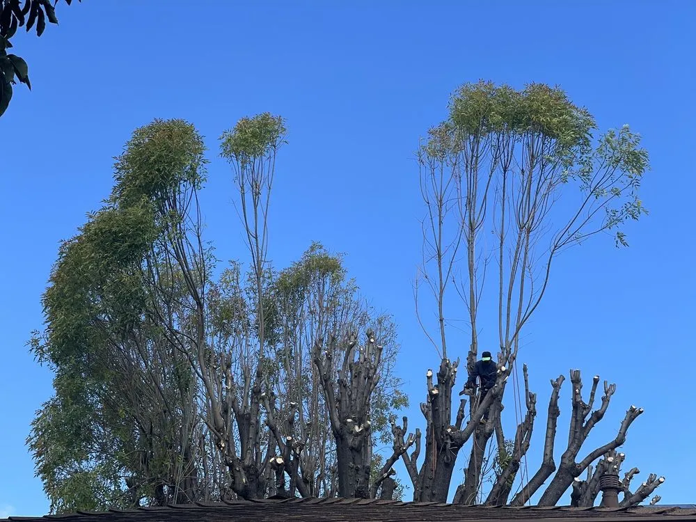 Top-rated lawn care service in La Puente, CA by Perfection Tree Specialist