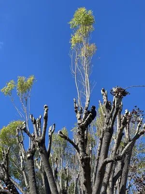 Perfection Tree Specialist