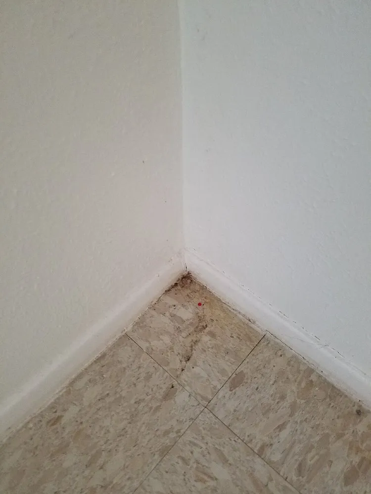 Top-rated landscape installation in Copperas Cove, TX by Perfectionista