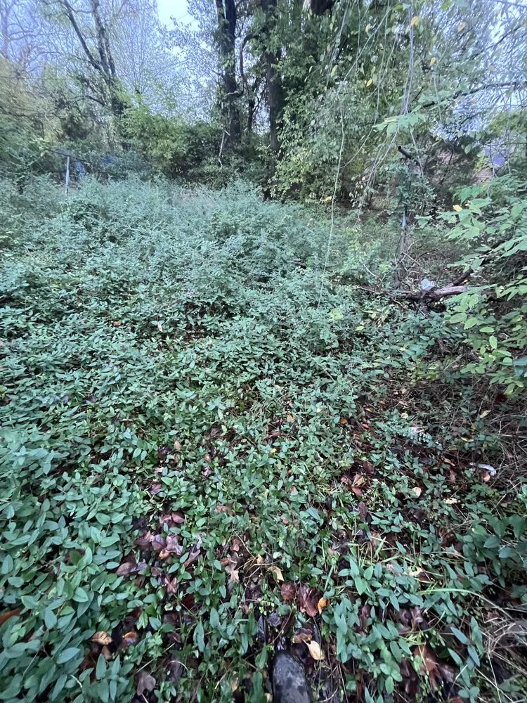 Custom yard maintenance in Bossier City, LA - Perfective Lawn Care Service