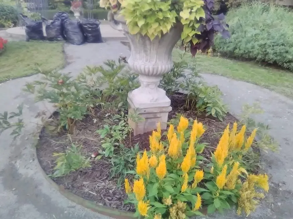 Expert lawn care service for residential properties across Redford Charter Township, MI - Perfectly Green Landscapeing and Interiors incorperated