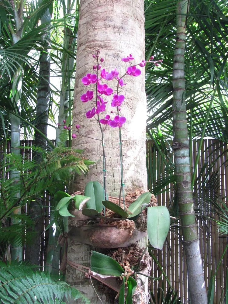 Top-rated residential landscaping for beautiful yards in Boynton Beach, FL by Perfectly Planted