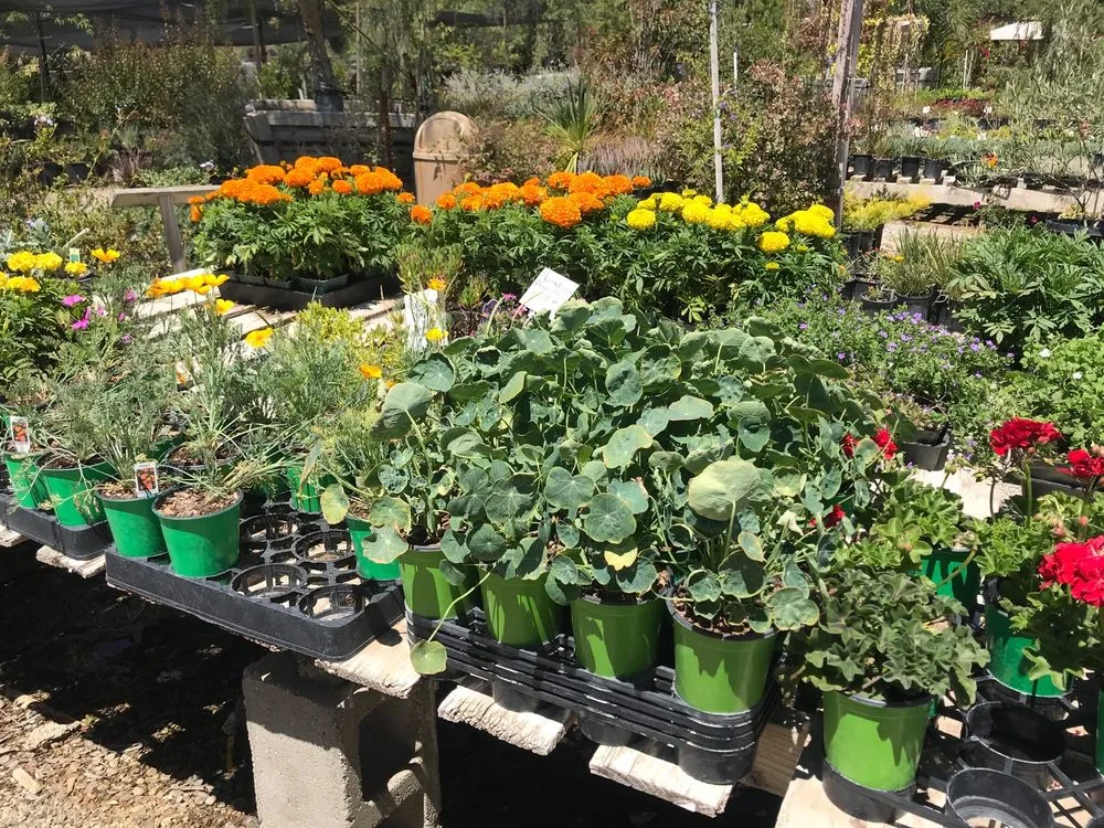 Professional yard cleanup service for beautiful yards in Somis, CA by Performance Gardens