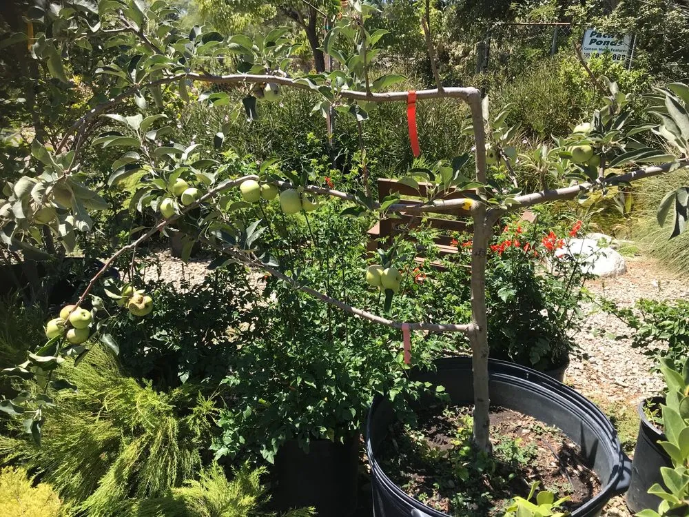 Affordable lawn care service experts serving Somis, CA - Performance Gardens