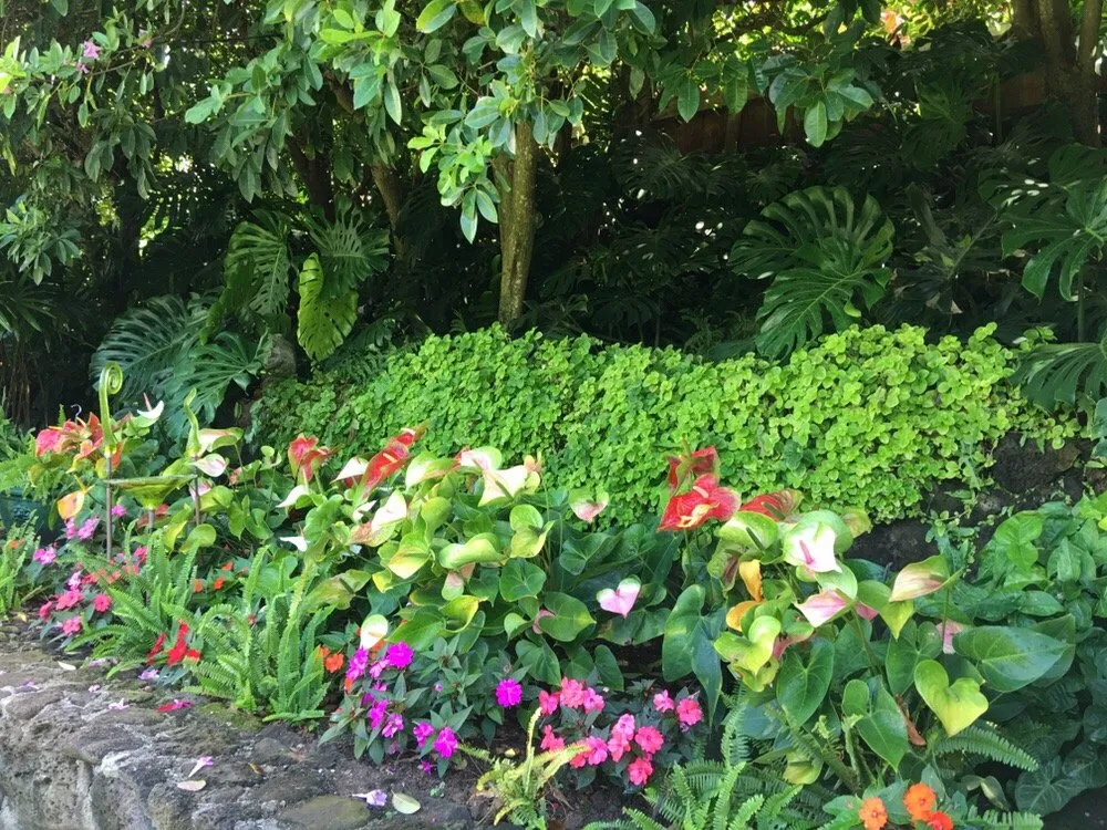 Professional landscape installation in Honolulu, HI - Performance Landscapes