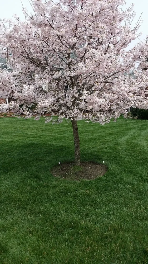 Affordable landscaping services for beautiful yards across Lebanon, TN - Performance Lawns