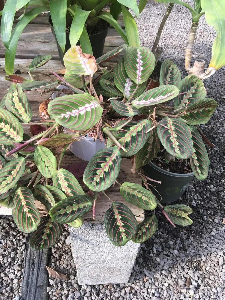 Affordable yard maintenance for outdoor upgrades in Redondo Beach, CA by Performance Nursery Wholesale