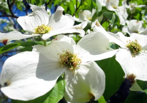 Professional yard maintenance in Lilburn, GA - Perimeter Landscape Management