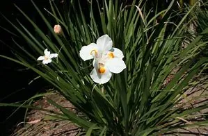 Local garden landscaping experts serving Metairie, LA - Perkins Landscaping & Maintenance