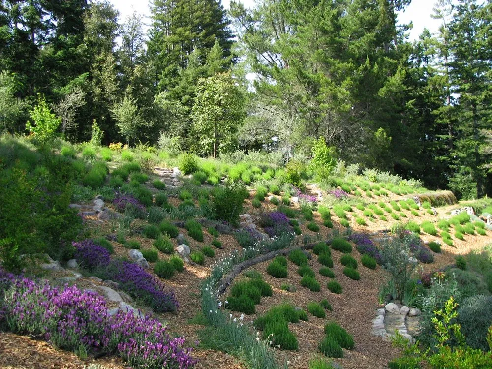 Reliable outdoor landscaping for year-round maintenance in Sebastopol, CA by Permaculture Artisans