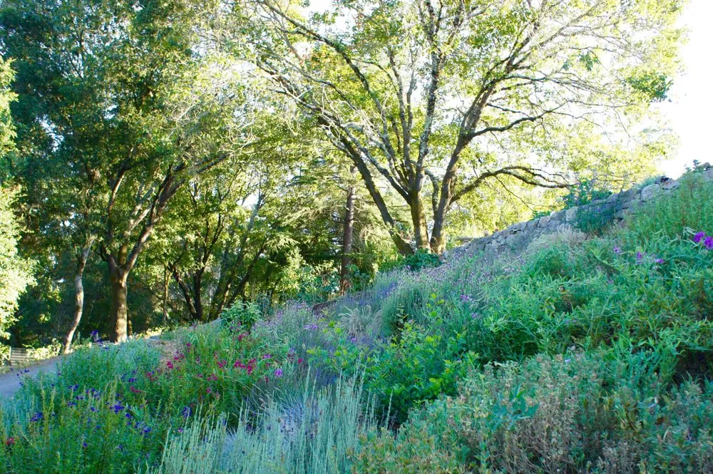 Reliable yard maintenance experts serving Sebastopol, CA - Permaculture Artisans