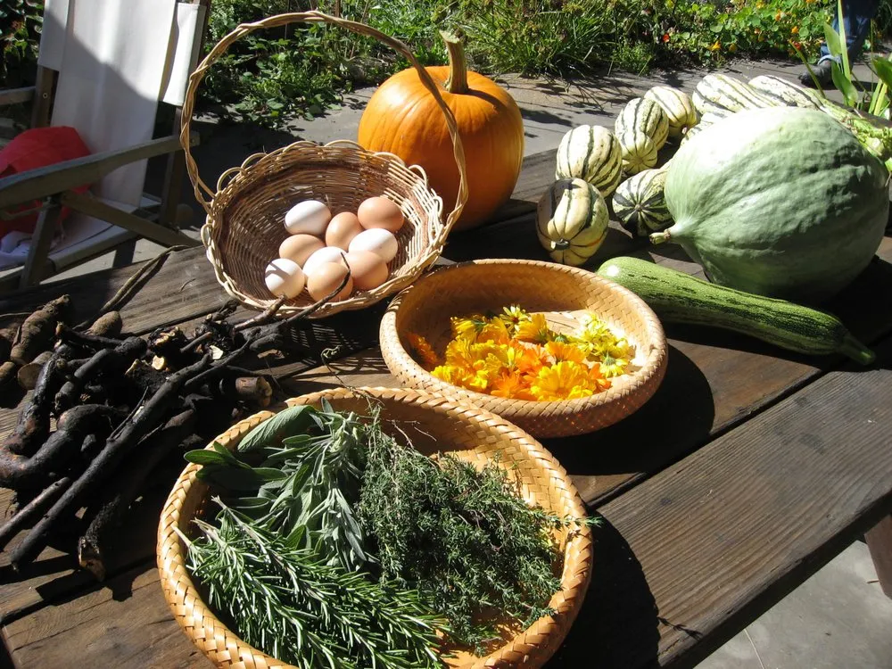 Professional landscaping services in Sebastopol, CA - Permaculture Artisans