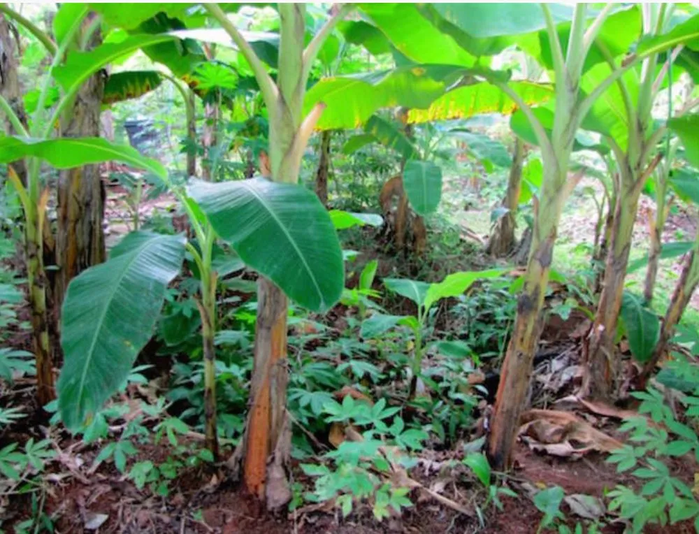 Local yard cleanup service near you in Miami Beach, FL by Permawheel