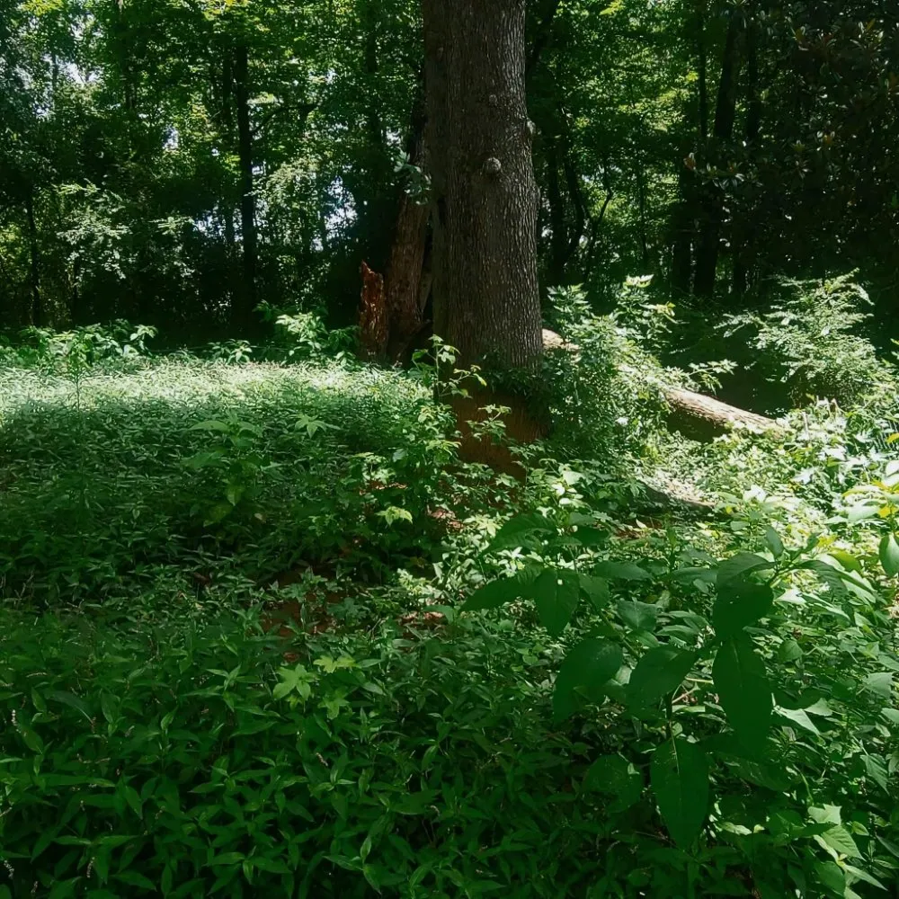 Top-rated garden landscaping in Birmingham, AL by Perry Cutting Up