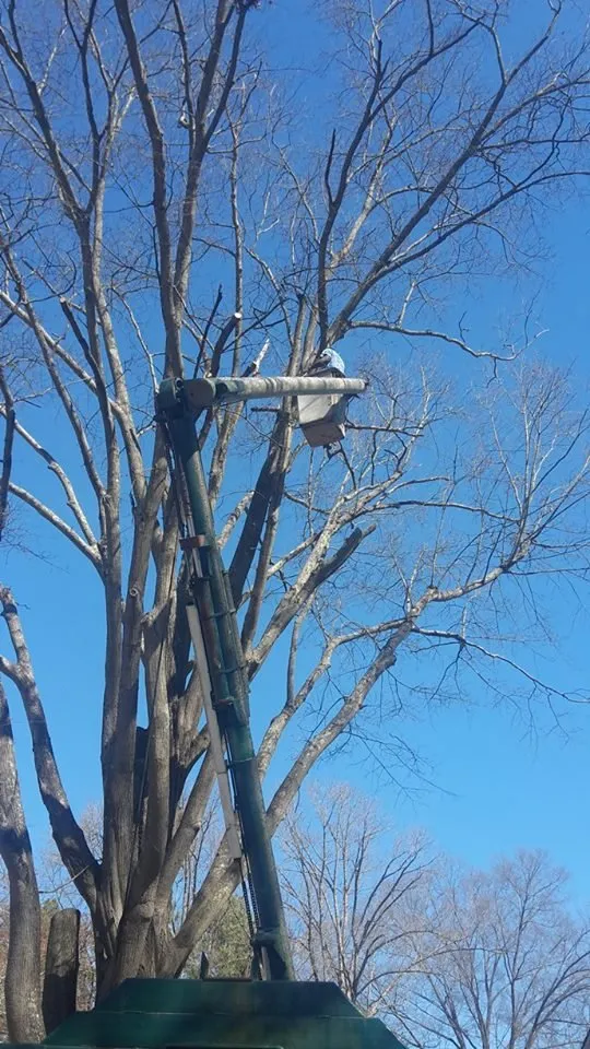 Local landscape installation in Durham, NC by Perry's Tree Service