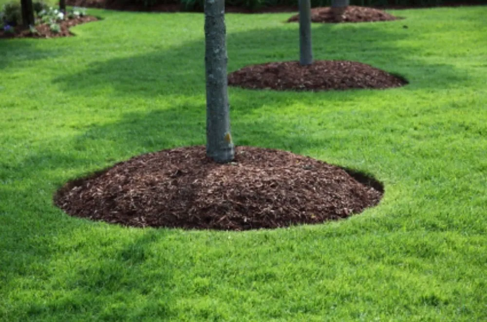 Professional residential landscaping in Witter, AR - Personal Lawn And Yard Services