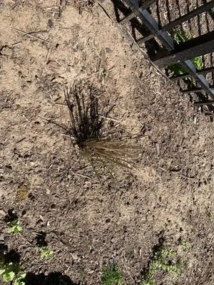 Personal Preference Landscape Care